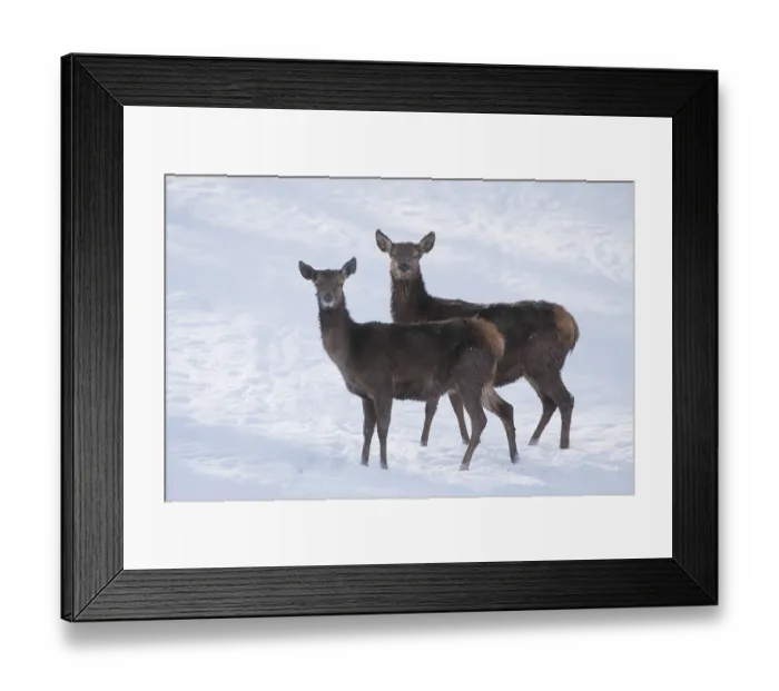 Framed Print : Red Deer (Cervus elaphus), hinds with a winter coat standing in the snow Framed Print : Red Deer (Cervus elaphus), hinds with a winter coat standing in the snow