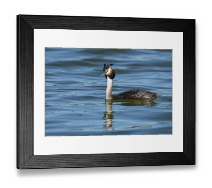 Framed Print : Great crested grebe (Podiceps cristatus) Framed Print : Great crested grebe (Podiceps cristatus)