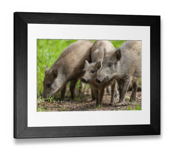 Framed Print : Wild boar, wild boar (Sus scrofa) Framed Print : Wild boar, wild boar (Sus scrofa)
