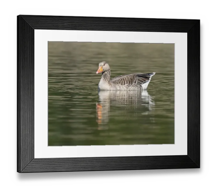 Framed Print : Greylag goose (Anser anser) swimming on a pond