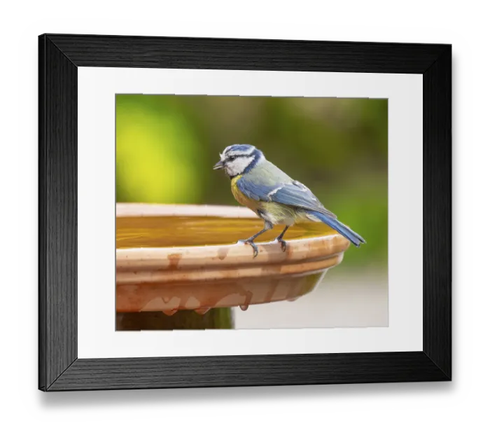 Framed Print : Blue tit (Cyanistes caeruleus) standing on a bird bath