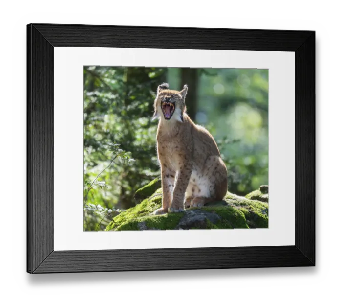 Framed Print : Eurasian lynx (Lynx lynx) sitting on a moss-covered rock in the forest and yawning