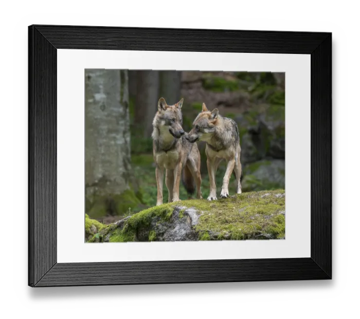 Framed Print : Wolves (Canis lupus) standing on a rock overgrown with moss Framed Print : Wolves (Canis lupus) standing on a rock overgrown with moss