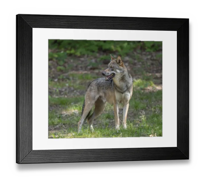Framed Print : Wolf (Canis lupus) standing in a clearing in the forest and looking attentively