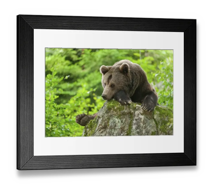 Framed Print : Brown bear (Ursus arctos) lying on a rock covered with moss Framed Print : Brown bear (Ursus arctos) lying on a rock covered with moss