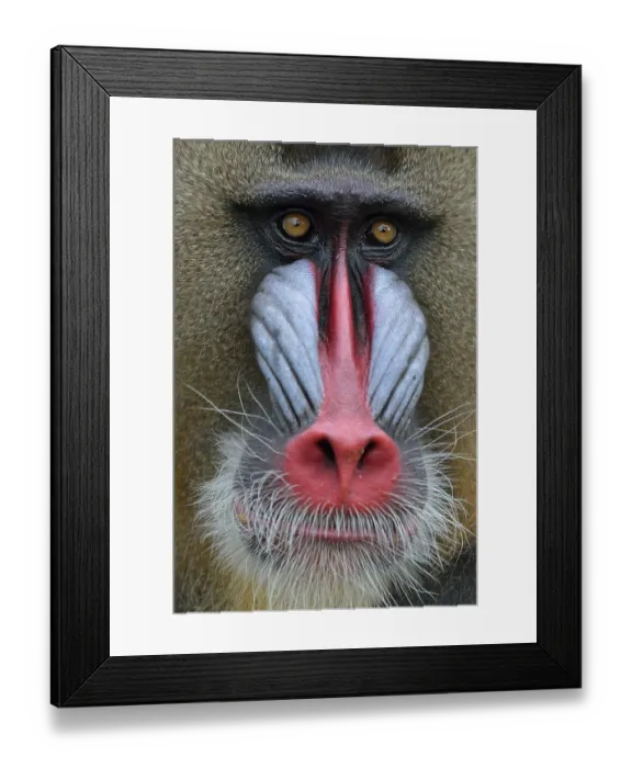 Framed Print : Mandrill (Mandrillus sphinx), male Framed Print : Mandrill (Mandrillus sphinx), male