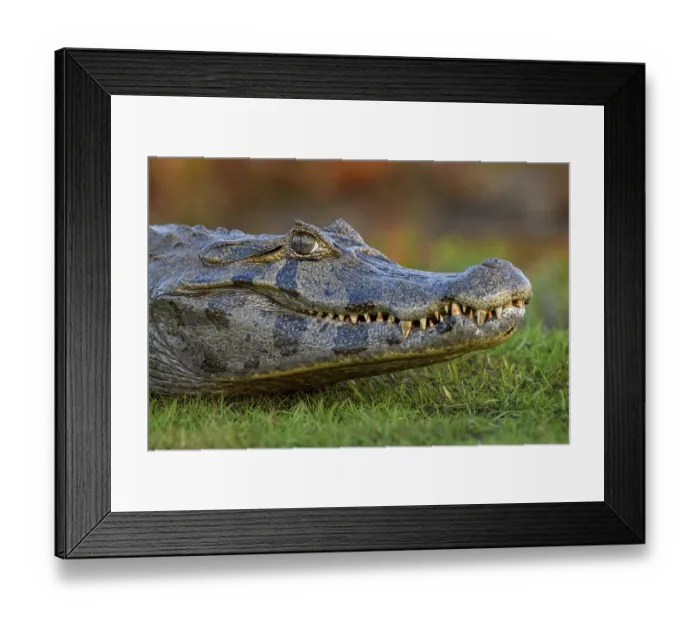 Framed Print : Yacare caiman (Caiman yacare), head Framed Print : Yacare caiman (Caiman yacare), head