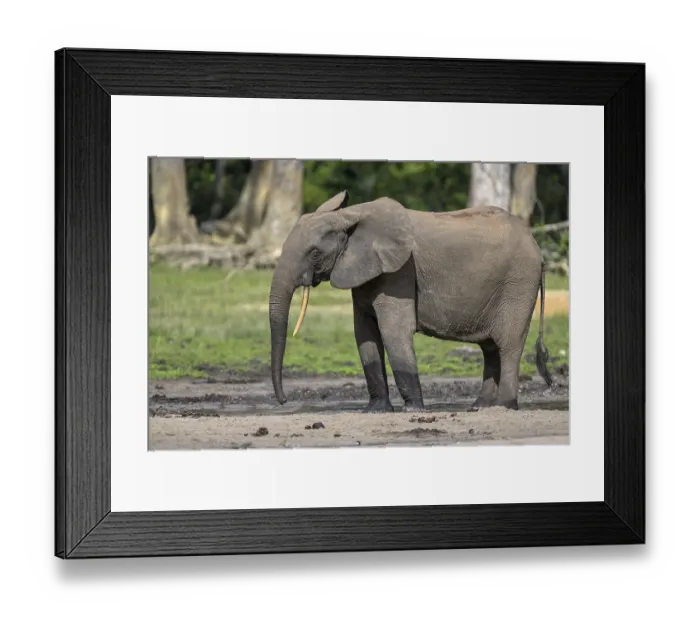 Framed Print : African forest elephant (Loxodonta cyclotis) in the Dzanga Bai forest clearing