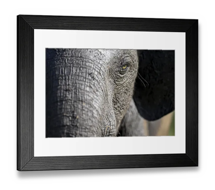 Framed Print : African forest elephant (Loxodonta cyclotis) in Loango National Park