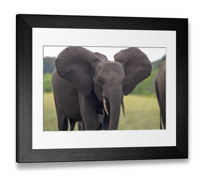Framed Print : African forest elephant (Loxodonta cyclotis) in a clearing in Loango National Park