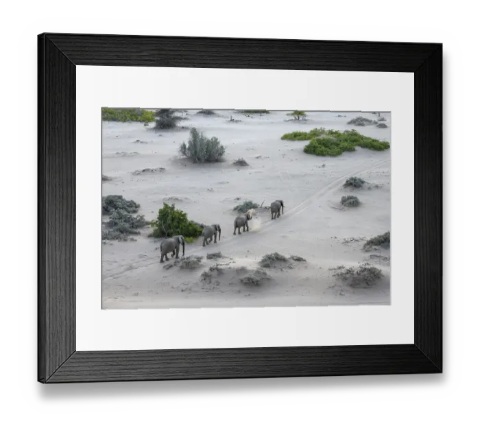 Framed Print : Desert elephants (Loxodonta africana) in the Hoanib dry river