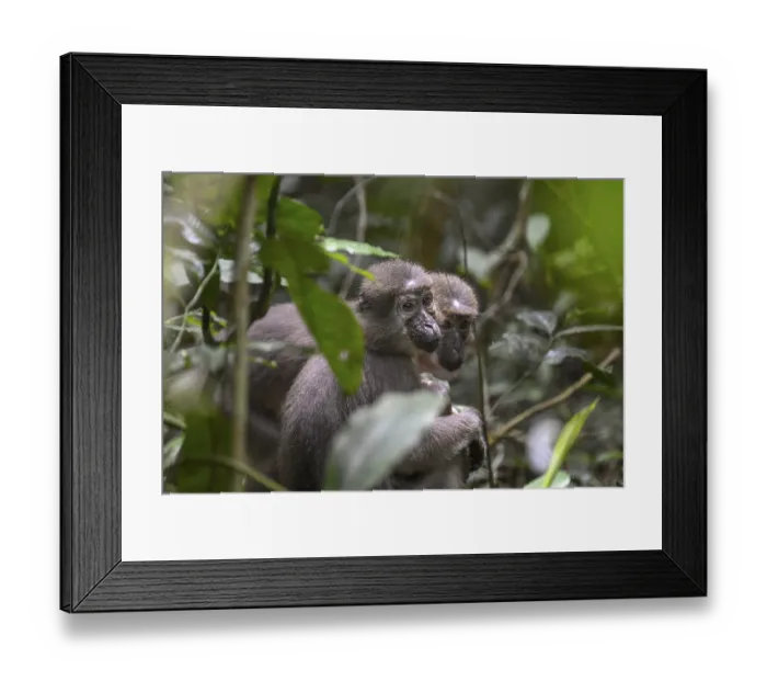 Framed Print : Olivet (Cercocebus agilis) near the Bai-Hokou Framed Print : Olivet (Cercocebus agilis) near the Bai-Hokou
