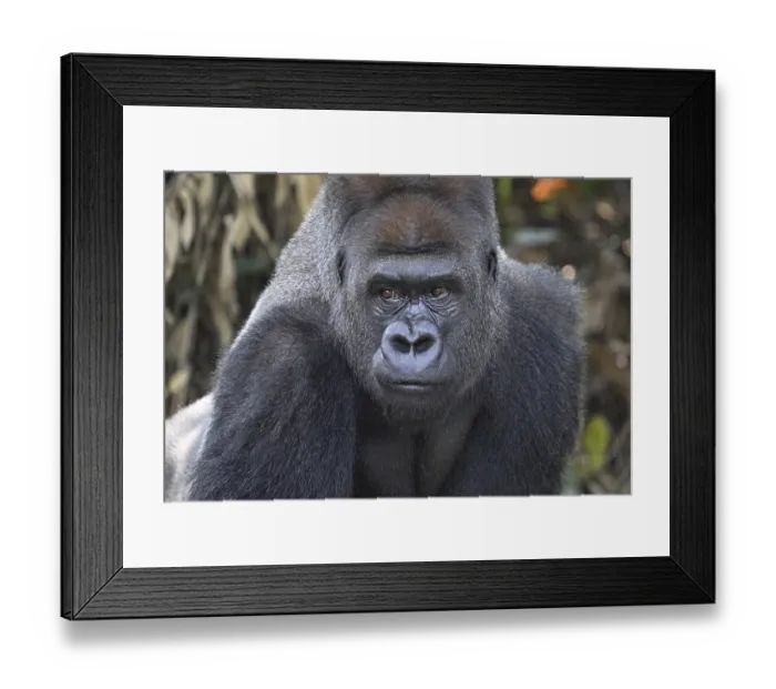 Framed Print : Western lowland gorilla (Gorilla gorilla gorilla) Framed Print : Western lowland gorilla (Gorilla gorilla gorilla)