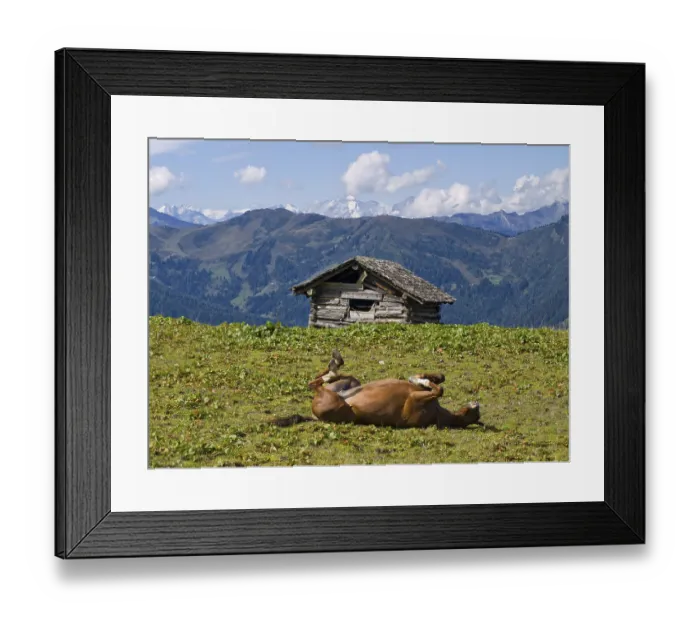 Framed Print : Horse on a pasture, Saukarlalm alpine pasture