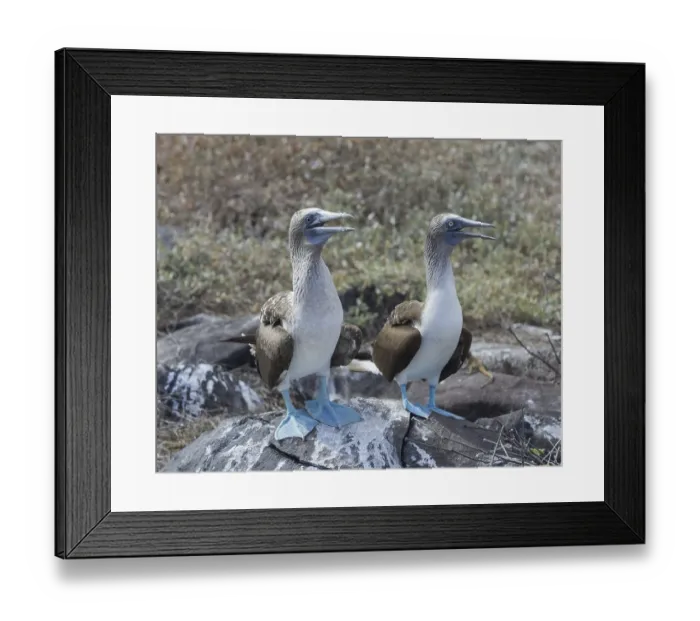Framed Print : Blue-footed Boobies (Sula nebouxii) Framed Print : Blue-footed Boobies (Sula nebouxii)