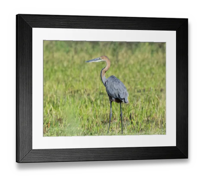Framed Print : Purple Heron (Ardea purpurea), Kosi Bay Nature Reserve