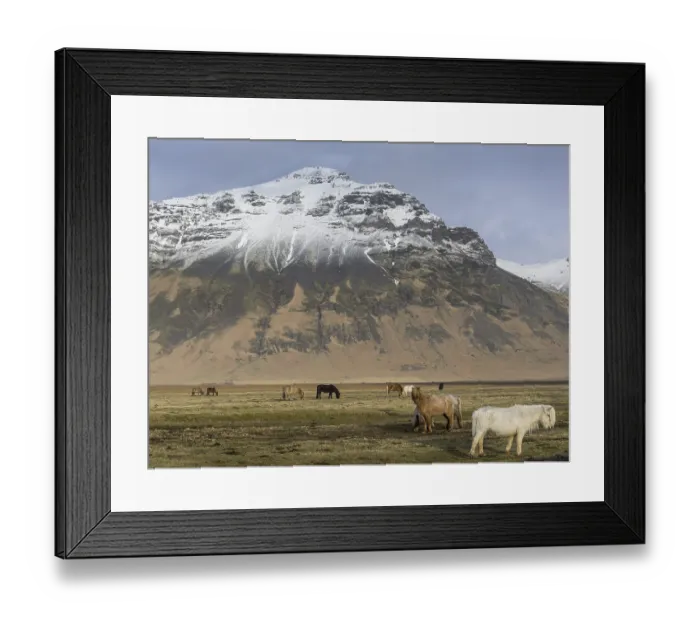 Framed Print : Islandic horses on pasture, snow-capped mountains in the background Framed Print : Islandic horses on pasture, snow-capped mountains in the background