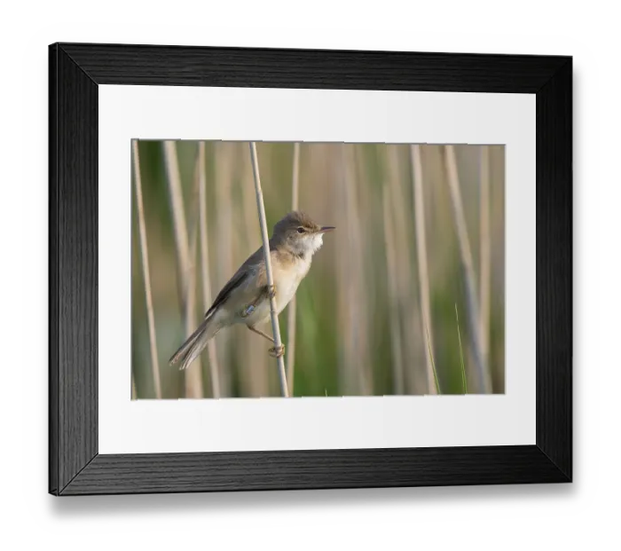 Framed Print : Reed warbler (Acrocephalus scirpaceus)