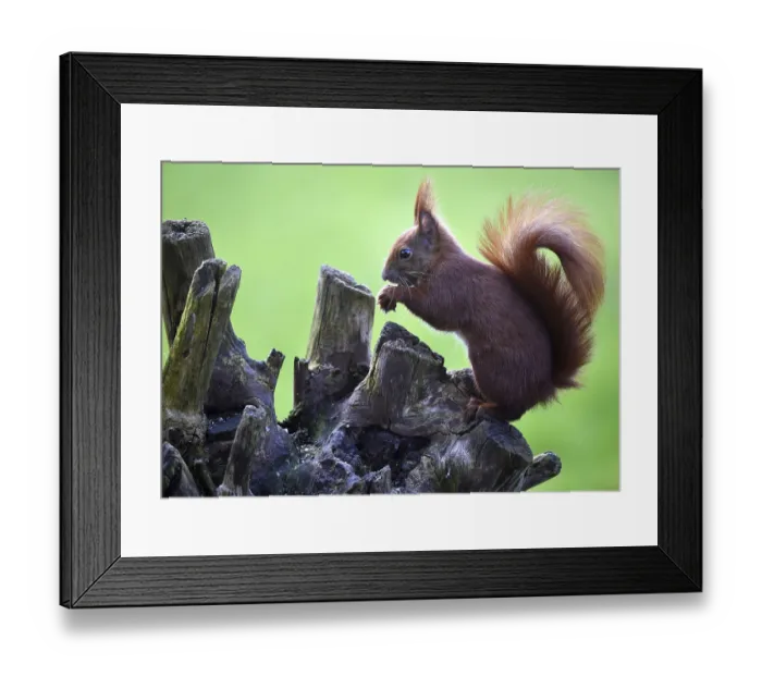 Framed Print : Squirrel, Sciurus eats a hazelnut