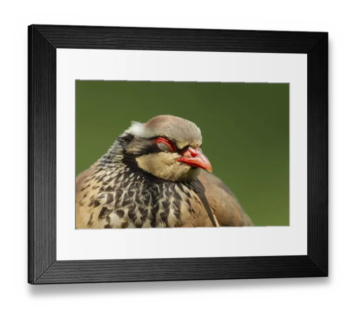 Framed Print : Red legged or French partridge (Alectoris rufa) adult bird sleeping Framed Print : Red legged or French partridge (Alectoris rufa) adult bird sleeping
