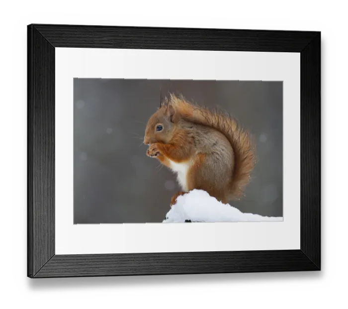 Framed Print : Red squirrel (Sciurus vulgaris) adult animal feeding on a nut on a tree stump covered in snow in winter