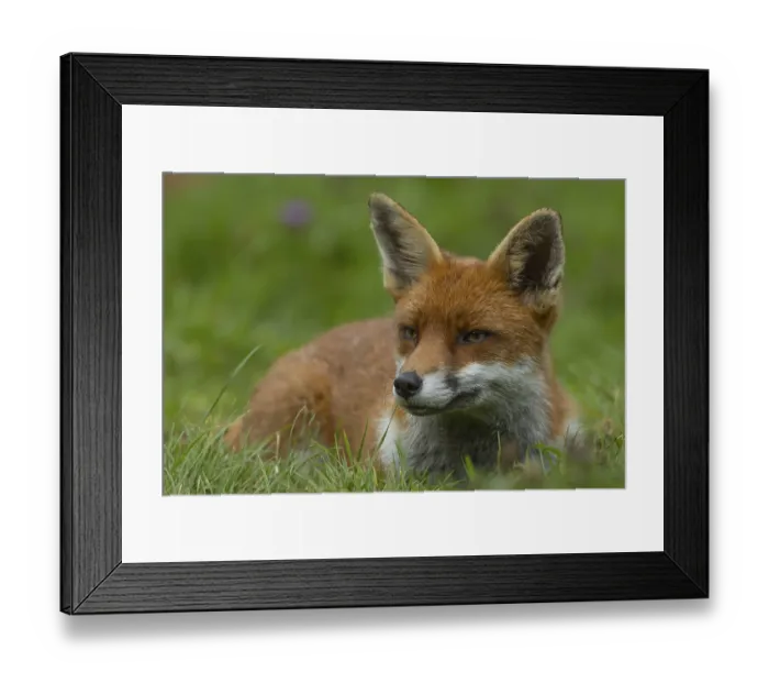 Framed Print : Red fox (Vulpes vulpes) adult animal resting in grassland in the summer