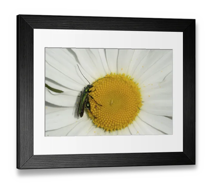 Framed Print : Thick-legged flower beetle (Oedemera nobilis) adult insect on an Oxeye daisy flower in the summer