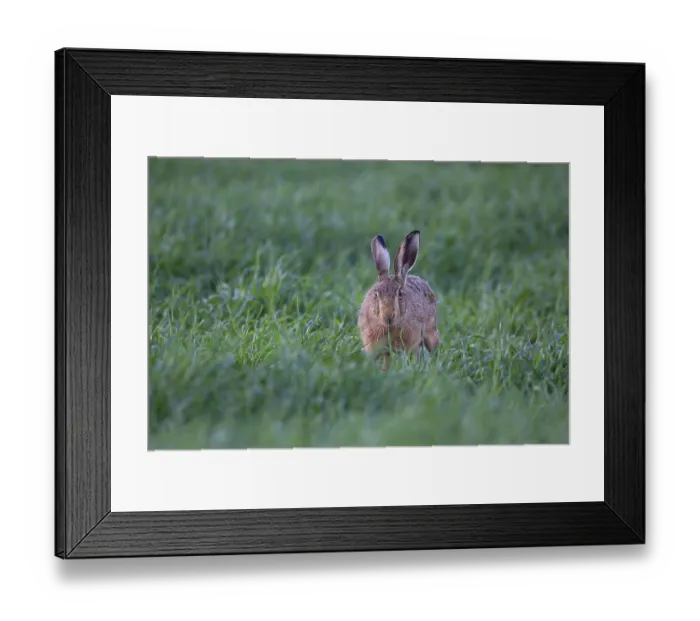 Framed Print : European brown hare (Lepus europaeus) adult animal feeding in a farmland cereal field in summer