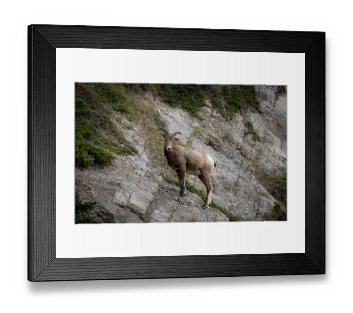 Framed Print : Bighorn sheep (Ovis canadensis) on a rock face