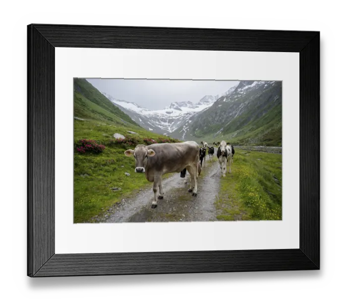 Framed Print : Cows on the alpine meadow, Schlegeisgrund valley Framed Print : Cows on the alpine meadow, Schlegeisgrund valley
