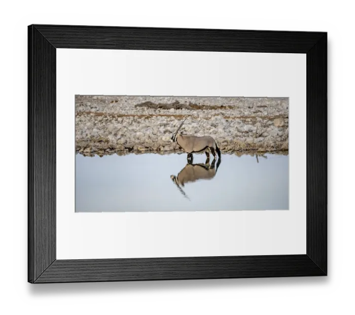 Framed Print : Gemsbok (Oryx gazella), oryx standing in the water