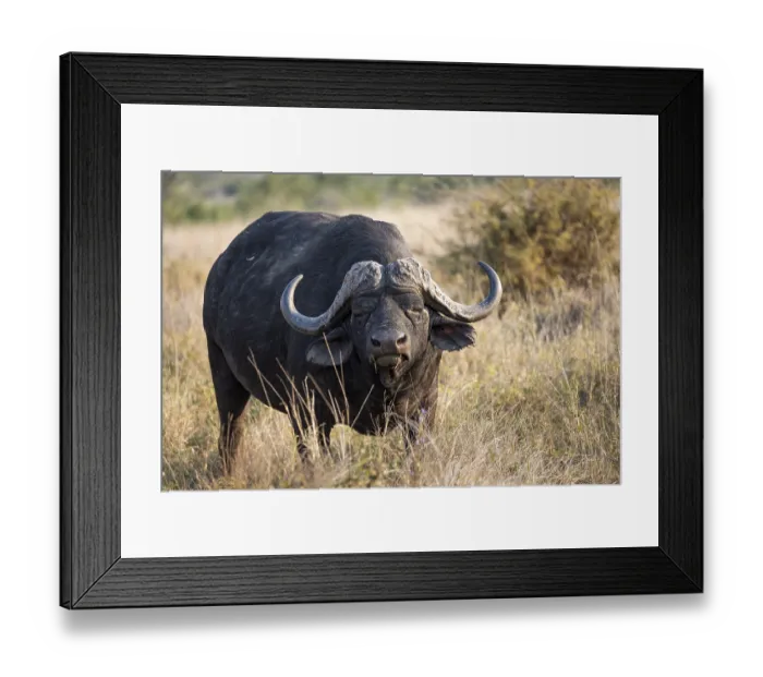 Framed Print : African buffalo (Syncerus caffer caffer) standing in dry grass