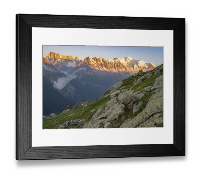 Framed Print : Alpine ibex (Capra ibex), adult male