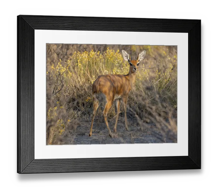 Framed Print : Steenbok (Raphicerus campestris) Framed Print : Steenbok (Raphicerus campestris)