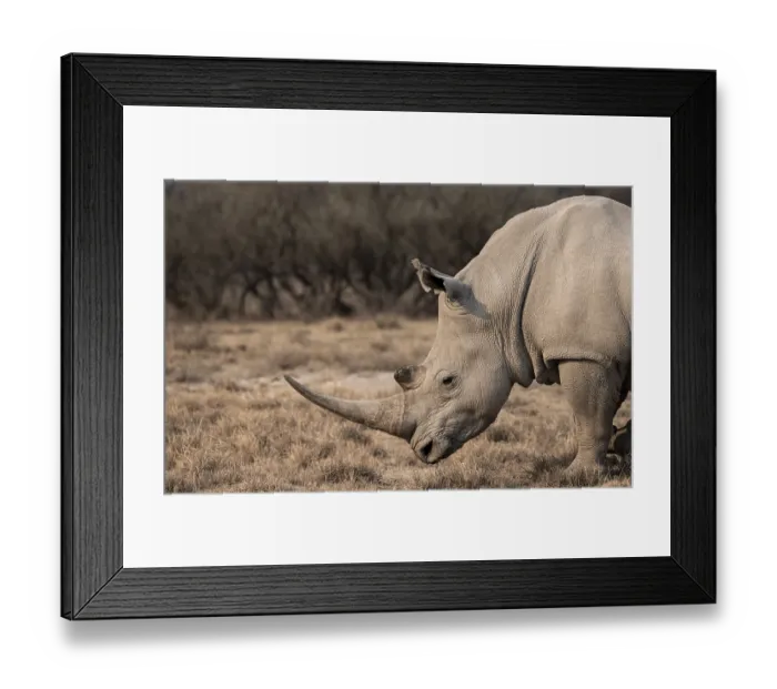 Framed Print : Southern white rhinoceros (Ceratotherium simum simum)