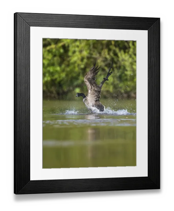 Framed Print : Canada Goose, Branta canadensis