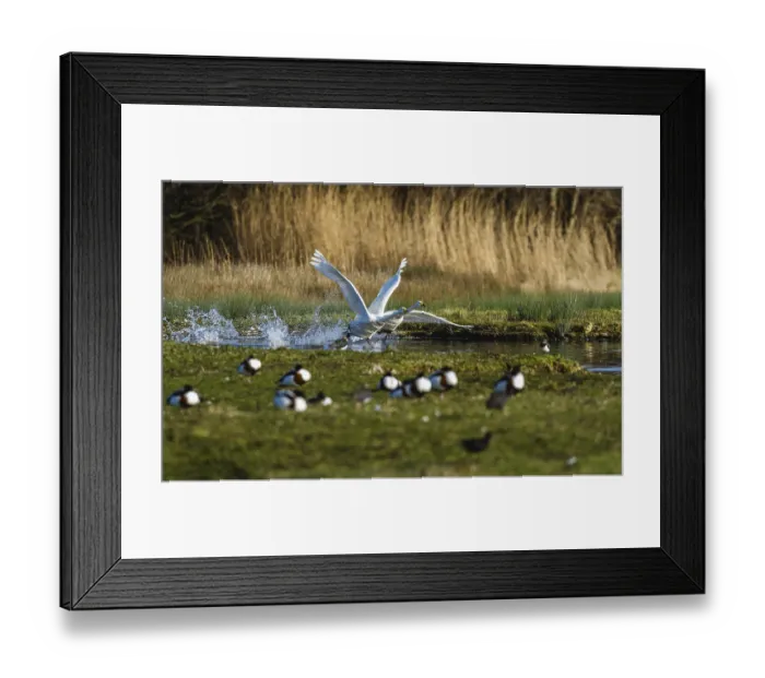 Framed Print : Tundra Swan, Bewick's Swan, Cygnus columbianus in flight at winter in Slimbridge