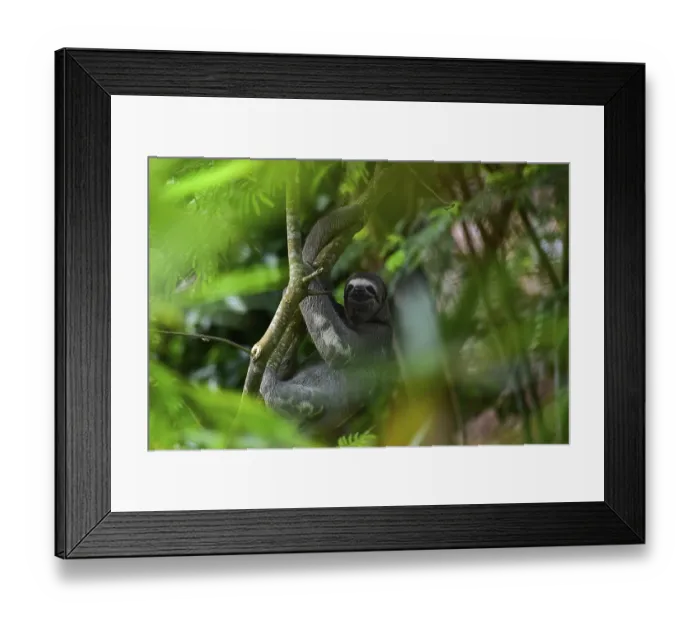 Framed Print : Brown-throated sloth (Bradypus variegatus) Framed Print : Brown-throated sloth (Bradypus variegatus)