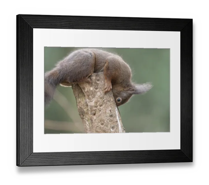 Framed Print : Eurasian red squirrel (Sciurus vulgaris)
