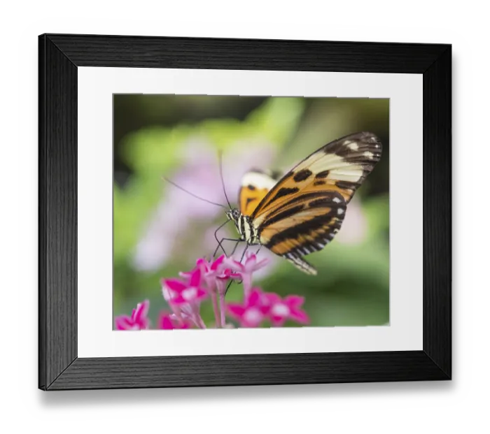 Framed Print : Xanthocles longwing (Heliconius xanthocles) sitting on pink flower