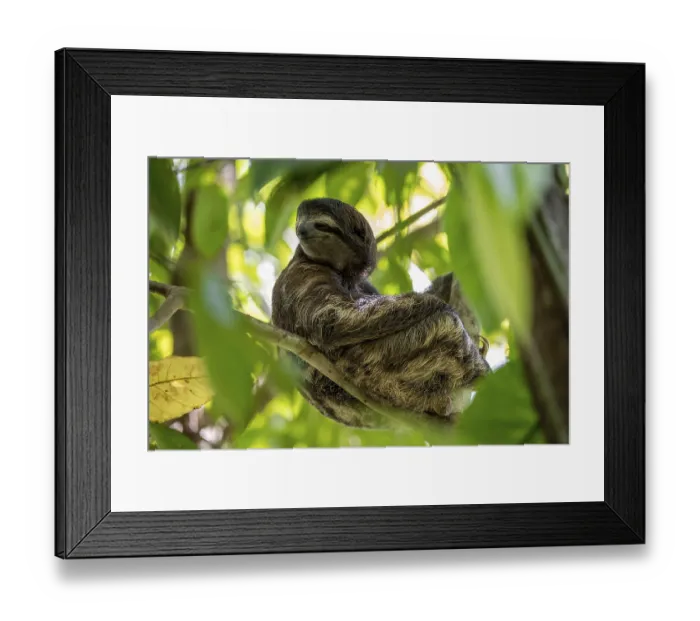 Framed Print : Brown-throated sloth (Bradypus variegatus) in a tree