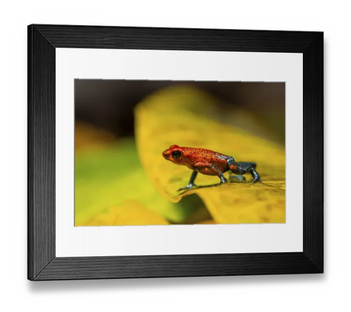 Framed Print : Strawberry poison-dart frog (Oophaga pumilio) sitting on a yellow leaf