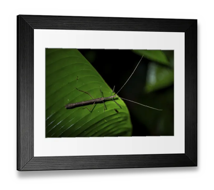 Framed Print : Stick insect (Phasmatodea) sitting on a leaf Framed Print : Stick insect (Phasmatodea) sitting on a leaf