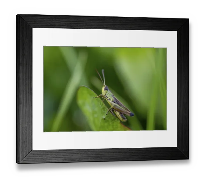 Framed Print : Great green bush cricket (locusta)