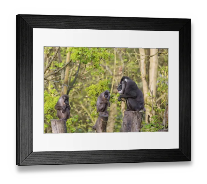 Framed Print : Three Drills (Mandrillus leucophaeus)
