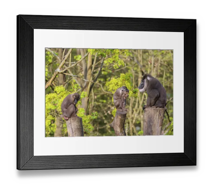 Framed Print : Three Drills (Mandrillus leucophaeus)