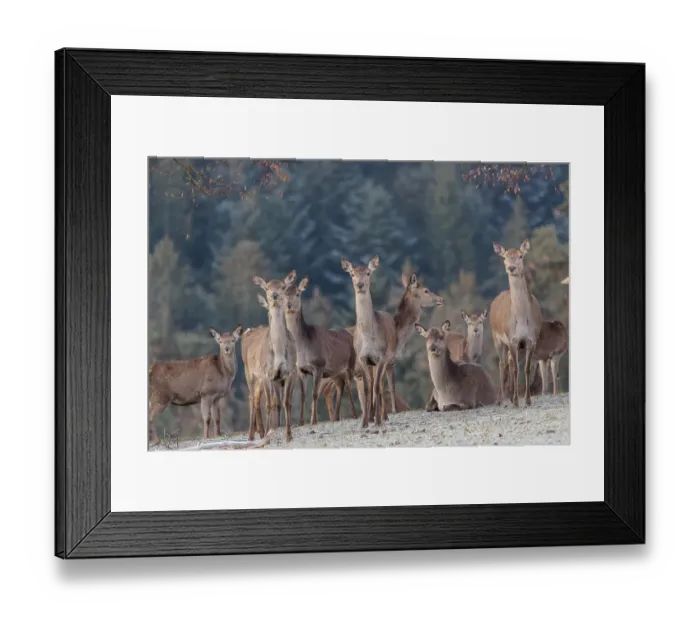 Framed Print : A herd of female red deer (Cervus elaphus) stands in a hoar frosted meadow Framed Print : A herd of female red deer (Cervus elaphus) stands in a hoar frosted meadow