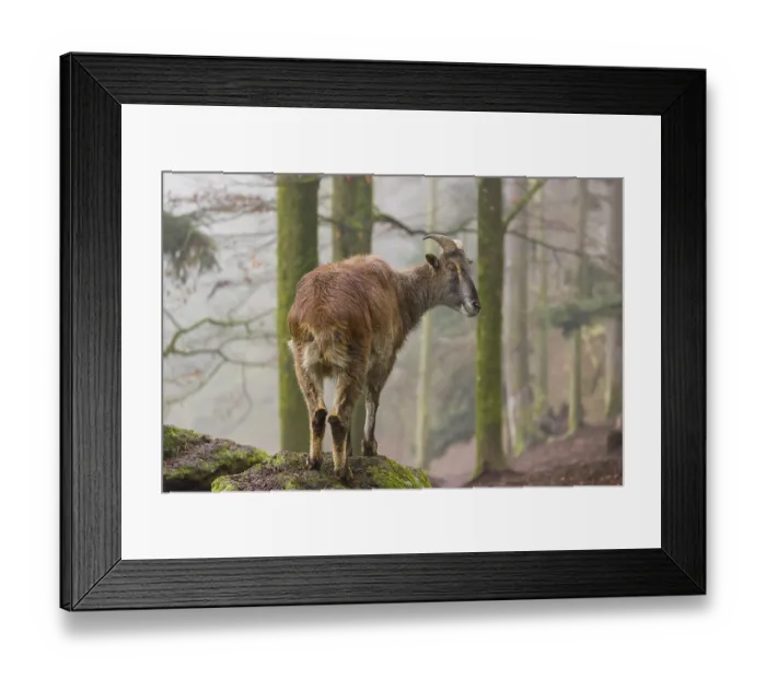 Framed Print : A female Himalayan Tahr (Hemitragus jemlahicus) stands in the forest on a foggy day