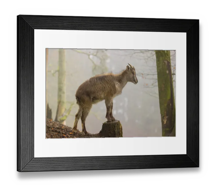 Framed Print : A female Himalayan Tahr (Hemitragus jemlahicus) stands in the forest on a foggy day