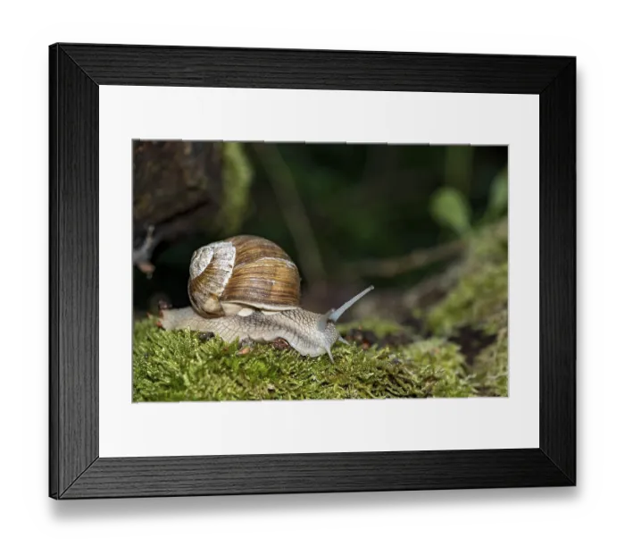 Framed Print : Burgundy snail (Helix pomatia) crawling over moss Framed Print : Burgundy snail (Helix pomatia) crawling over moss